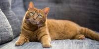 Cat looking at camera