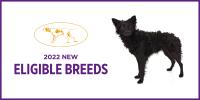 Westminister Dog Show, 2022 New Eligible Breeds