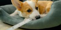 corgi laying in dog bed chewing on ruler