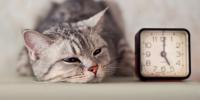 gato tumbado en el suelo con la cabeza junto a un reloj