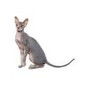 Peterbald