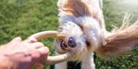 blonde doodle dog playing tug with person in grass