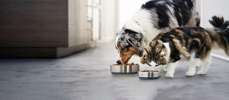 A dog and a cat eat from bowls
