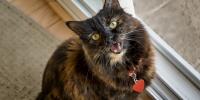 tortoise cat looking up and meowing