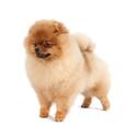 toy_pomeranian