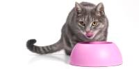 gray, striped cat eating from a pink bowl