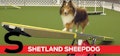 S is for Shetland Sheepdog