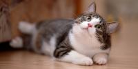 striped cat with green eyes laying on floor looking up