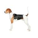 Treeing walker coonhound