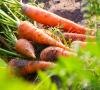 Zanahorias