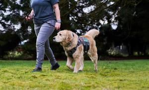 A person walks a golden retriever PTSD service dog on a leash across a grassy area.