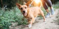 A small dog and its owner walk down a woodsy trail