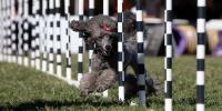 A dog running through poles