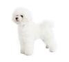 Most Hypoallergenic Dog Breeds