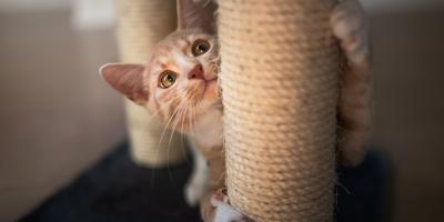 Red cat