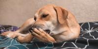 dog laying on dog bed licking paw