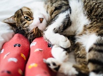 cat cuddling with feet in red socks ck
