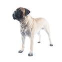 Bullmastiff