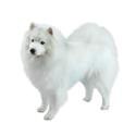 American Eskimo Dog
