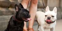Signs & Symptoms of Overheating in Dogs