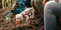 A dog is eating