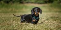 Small dog standing in field