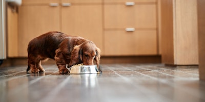 small dog eating kibble