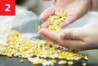hands inspecting corn