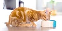 A little orange kitten eating from a blue and white bowl