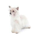 Chinese Crested