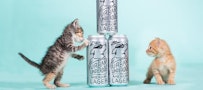Urban Underdog beer cans stacked by little kittens