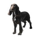 Field Spaniel
