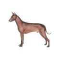Xoloitzcuintli