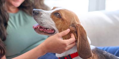 A person petting a dog