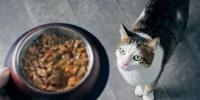 Un gato mira el alimento