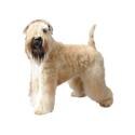Wheaten terrier de pelo suave