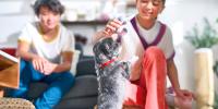 woman playing with a small black and grey dog