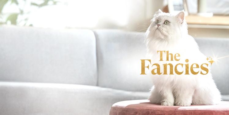 A white cat sitting on a stool