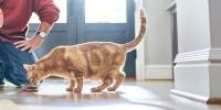 hombre arrodillado junto a un gato naranja comiendo de un tazón