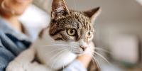 Human food for cats