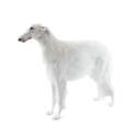 Borzoi