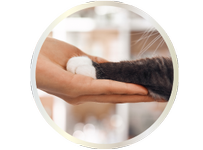 cat paw in human hand