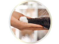 cat paw in human hand
