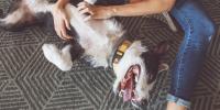 Dog owner tickles dog’s stomach while dog lays on back