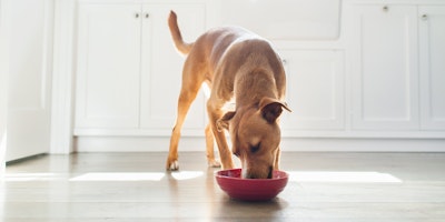 dog eating out of red bowl in kitchen