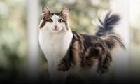 homepage main module cat 0