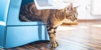 Un gatito saliendo de una caja de arena azul con una solapa transparente