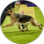 Reserve Best In Show   Herding Group    Mercedes  German Shepherd Dog 