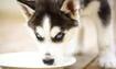 Is Puppy Dehydrated