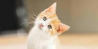 Imagen por qué un gatito no es un gato